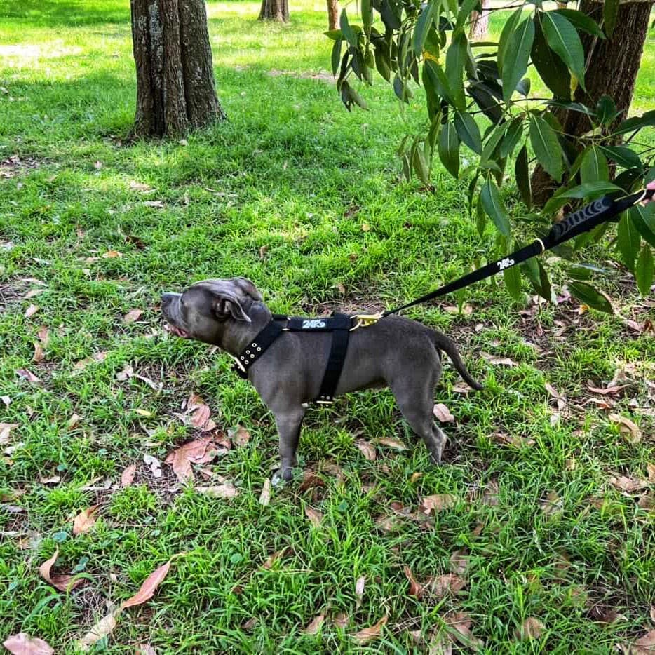 Durable Dog Walking Leash  - 24K9 Impact Leash