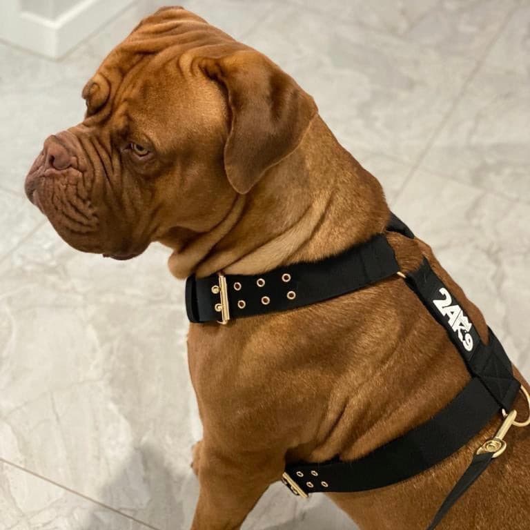 Tough dog harness, Dog harness, dog harness for big strong dogs, affordable dog harness, dog harness for big dog breeds,  dog harness for dogue de bordeaux