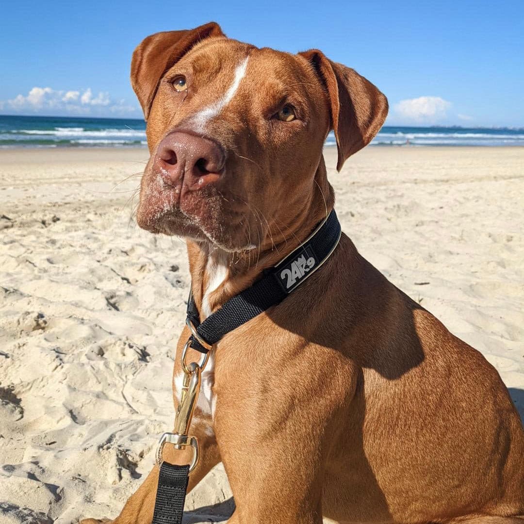 Adjustable Dog Neck Collar