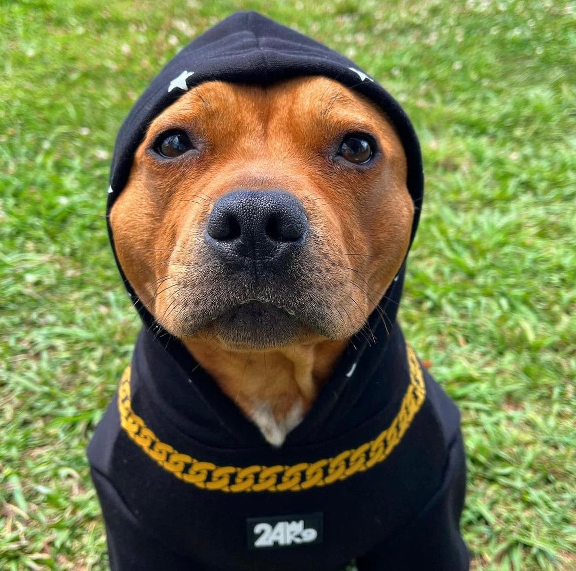 24K9 Dog Hoodie
