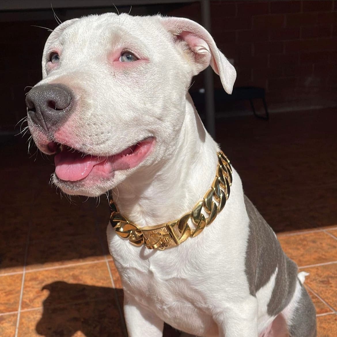 staffy puppy gold chain, gold chains for dogs, big dog chains