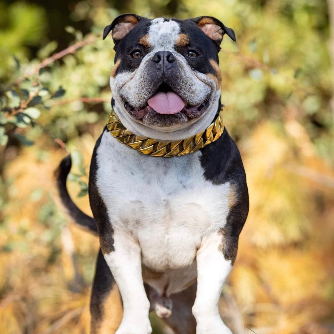 Gold Plated Dog Collar