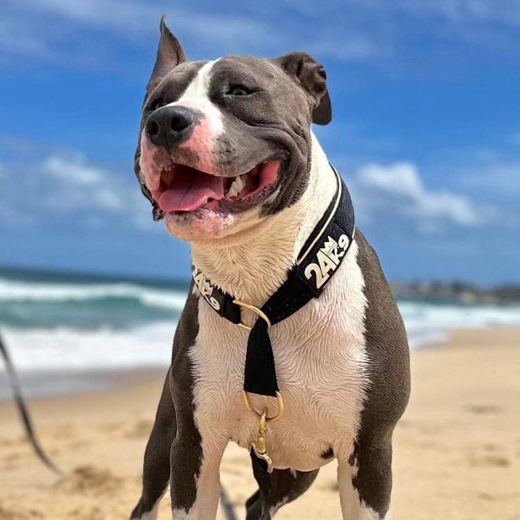 Gentle Training Dog Collar