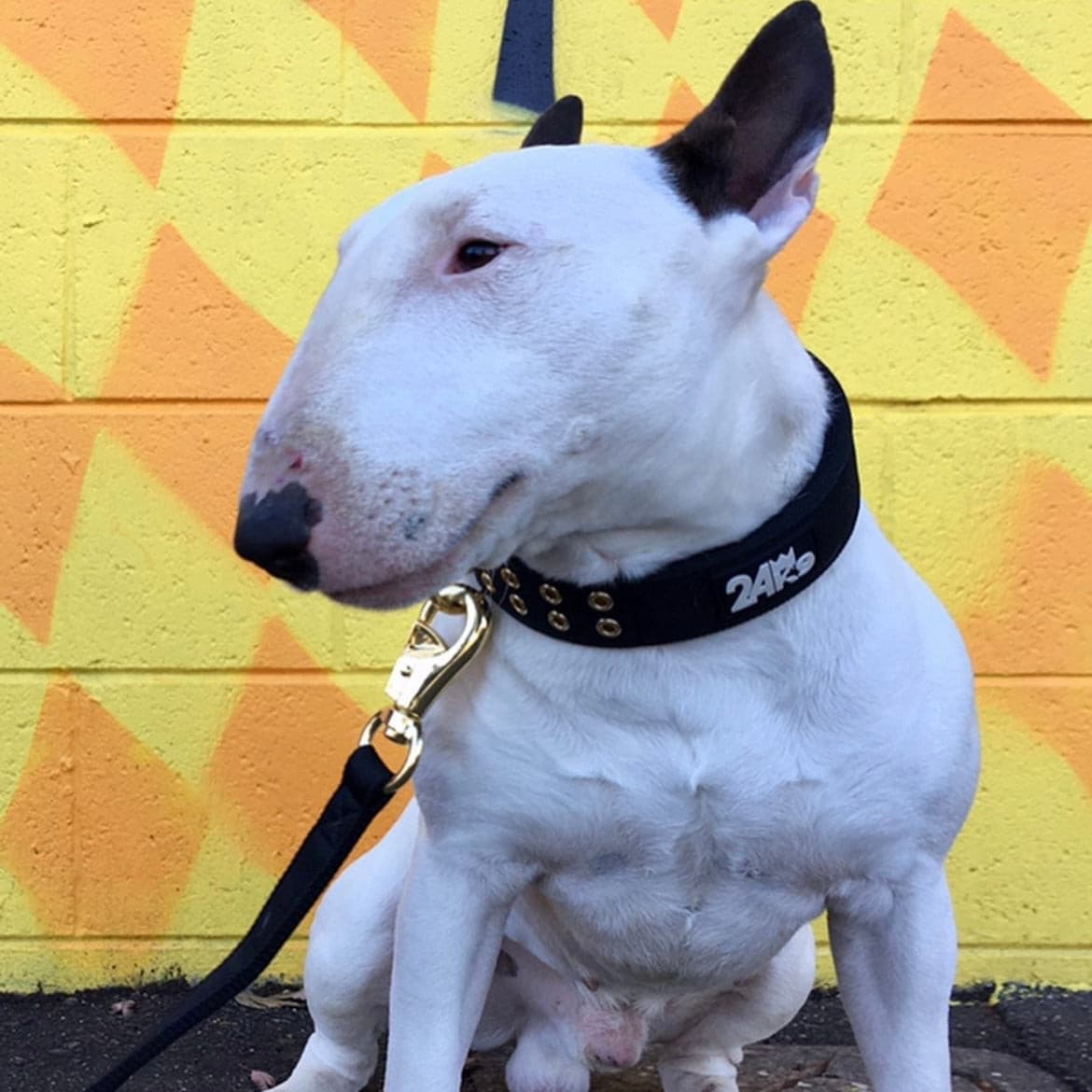 Strong Polyester Dog Leash