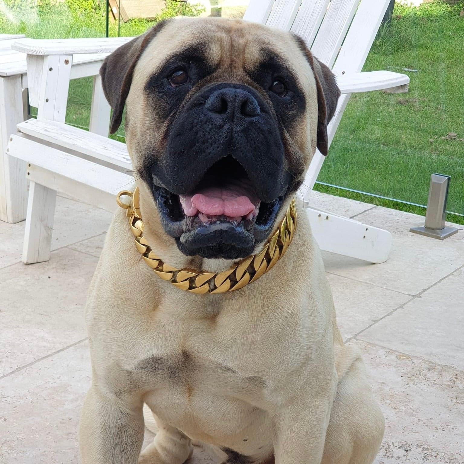dog gold chain, dog gold chain, gold chains for dogs, gangsta gold chains for dogs, gangsta dogs, high quality gold chain dog collars, big dog chains