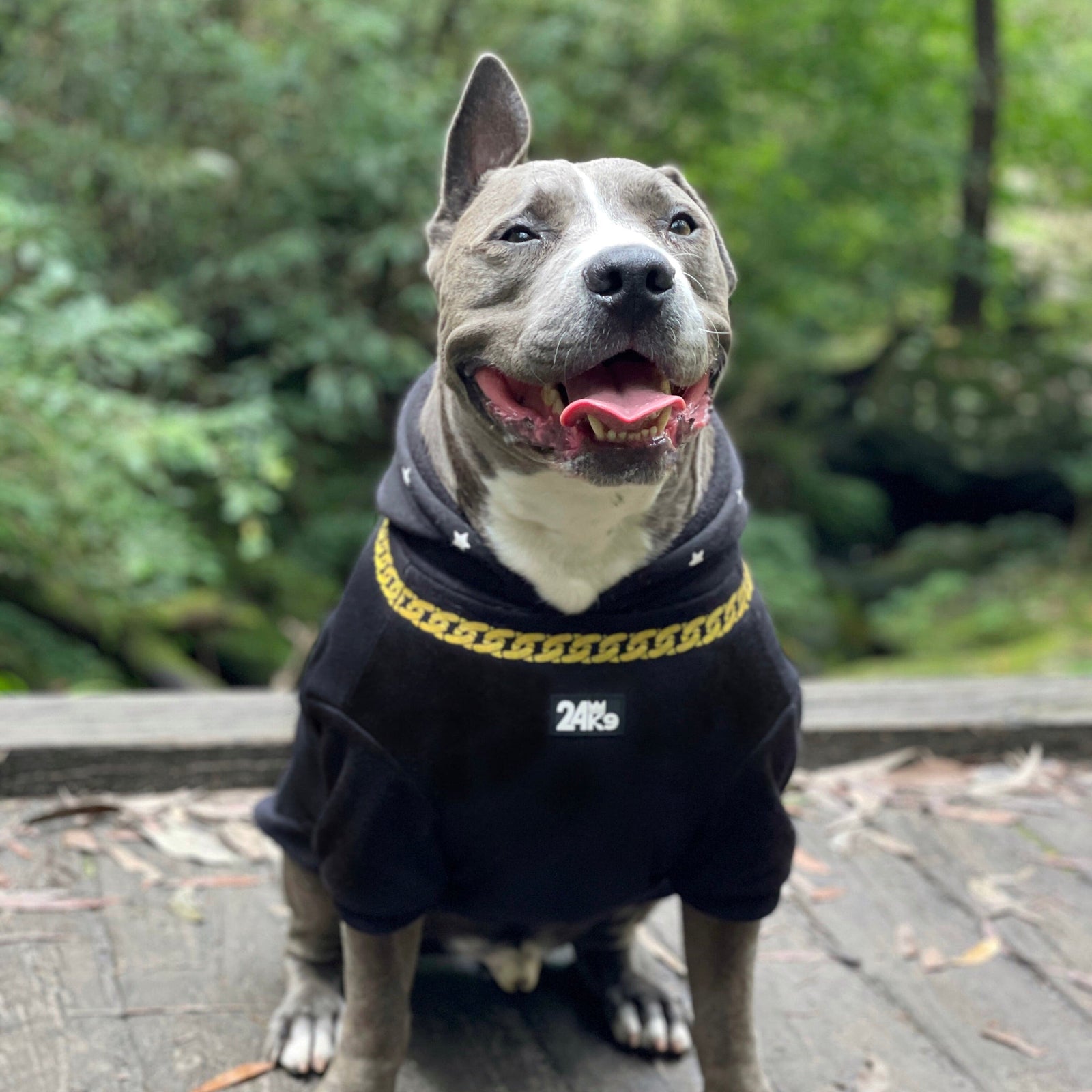 Fashionable Pet Clothing