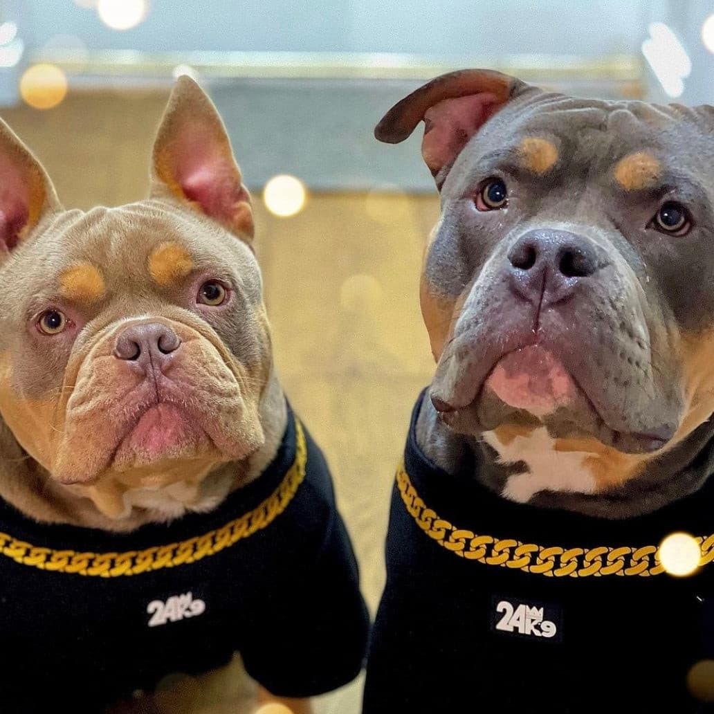 24K9 Dog Sweater