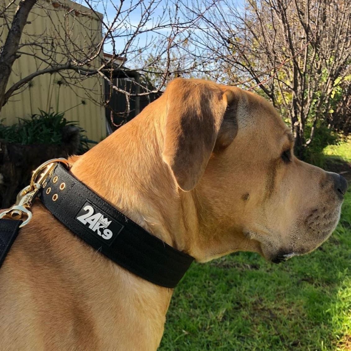 big dog collar, strong heavy duty dog collar, black dog collar, high quality collars for dogs