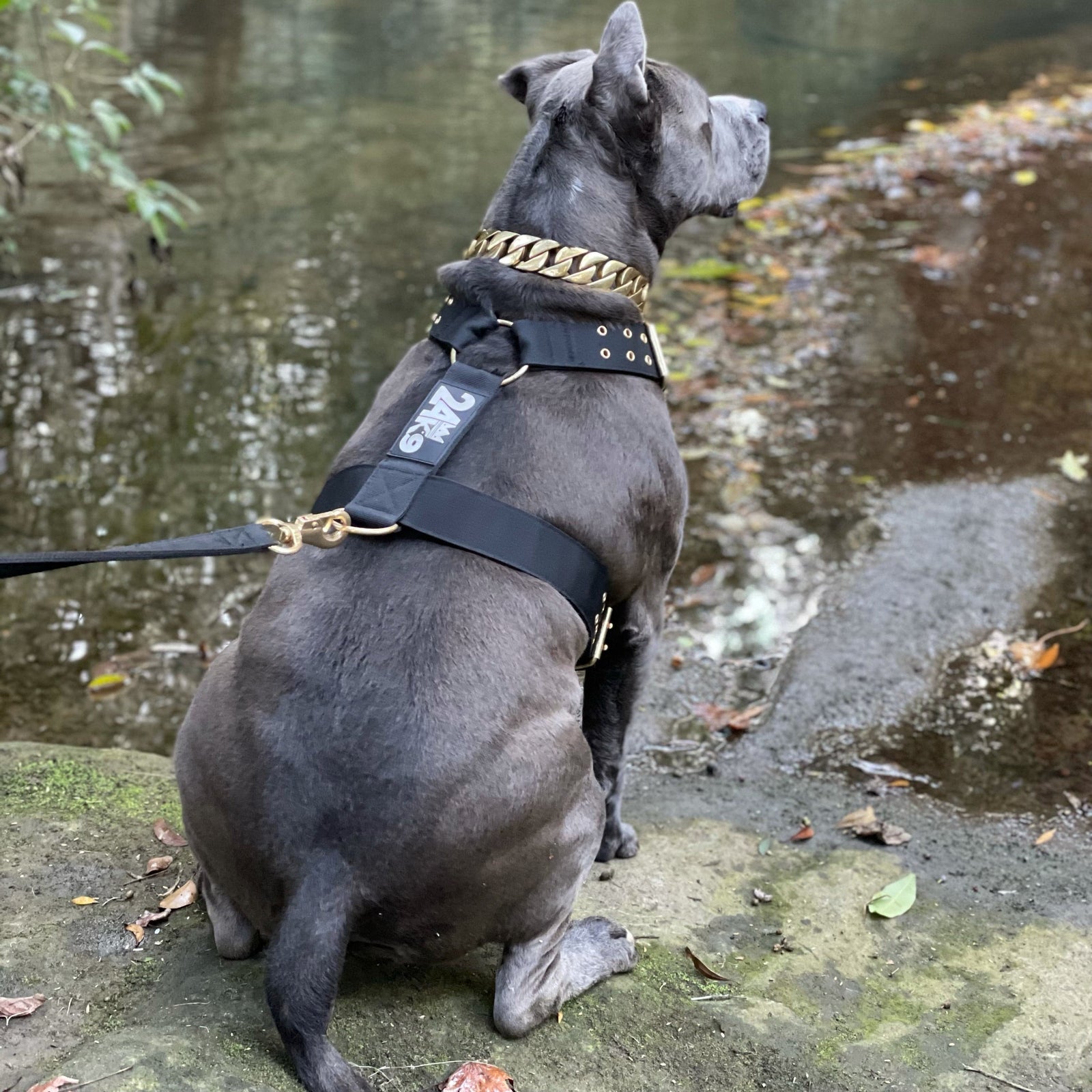 Adjustable Dog Safety Harness