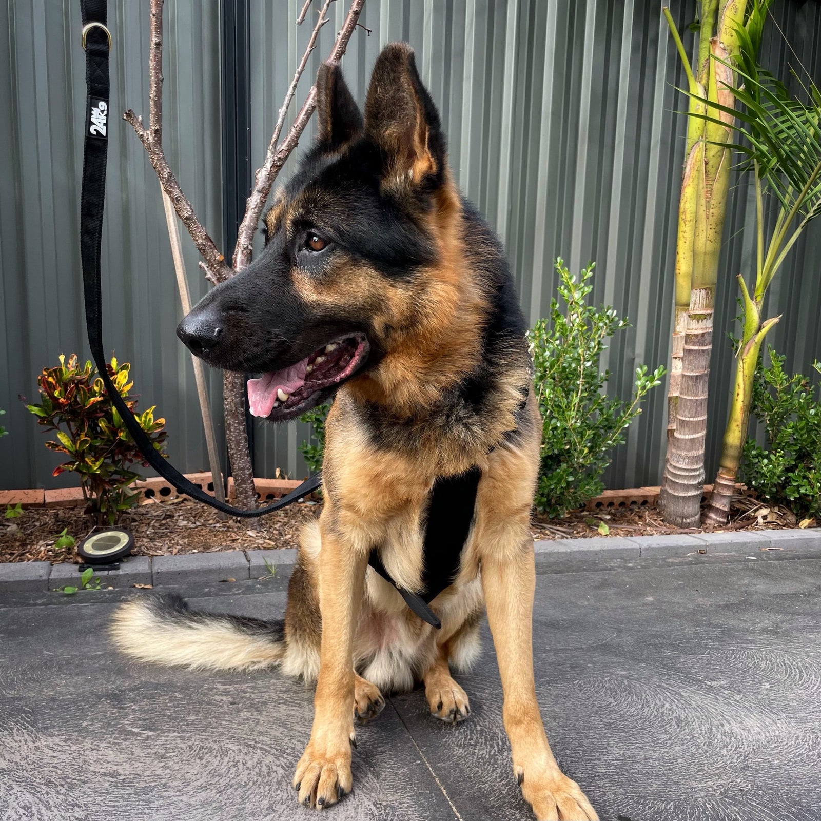 Comfort Grip Dog Leash