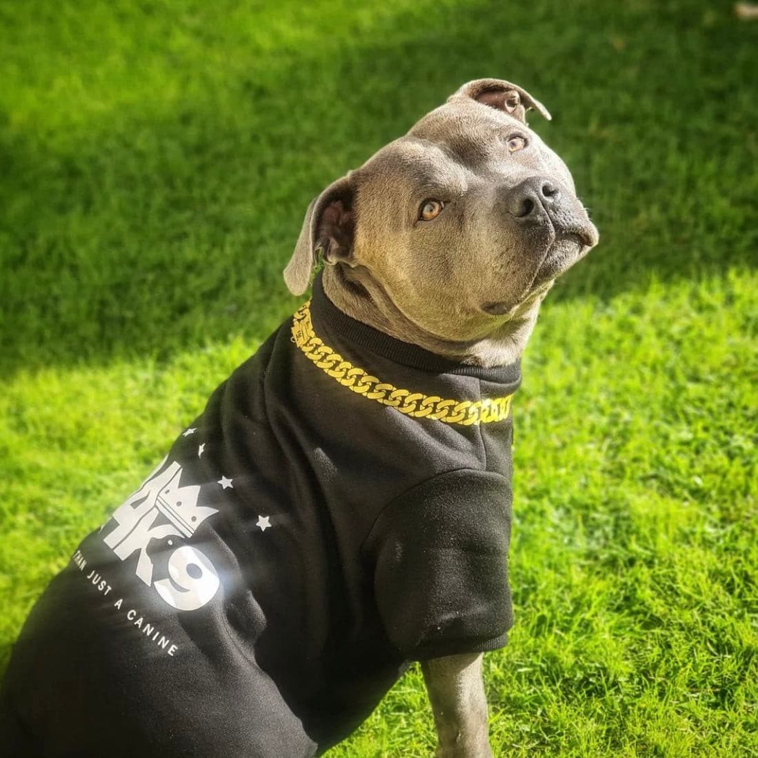 Show Stopper Canine Sweater