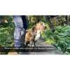 Dog harness, dog harness for big strong dogs, affordable dog harness, dog harness for big dog breeds