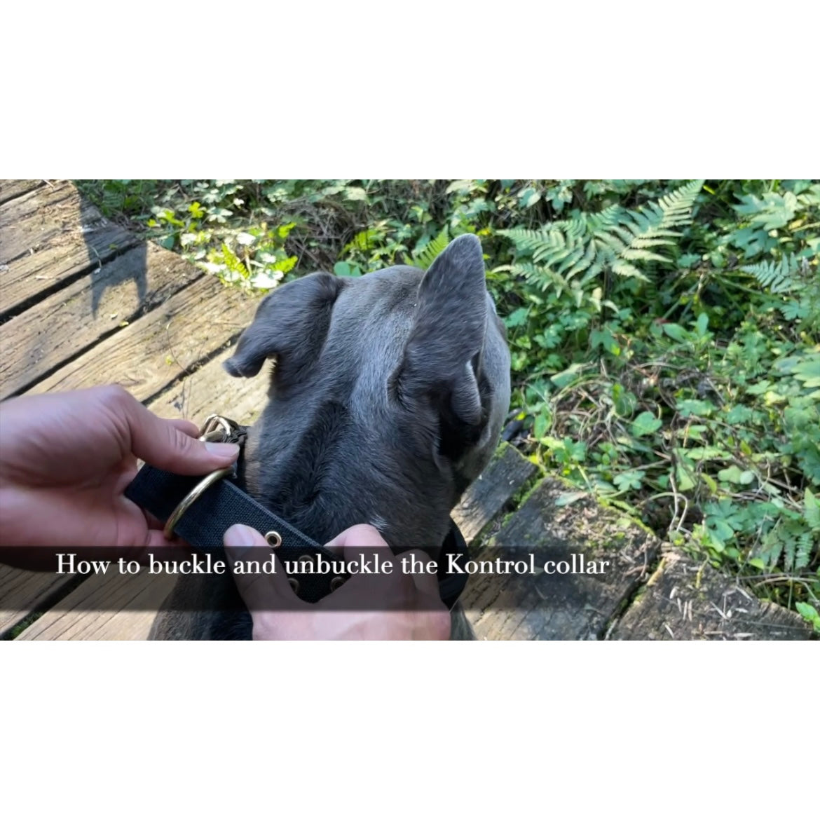 Kontrol Collar