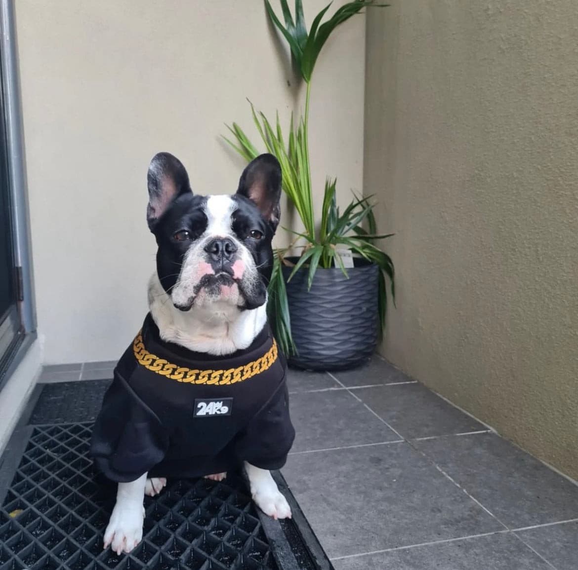 Designer Dog Apparel