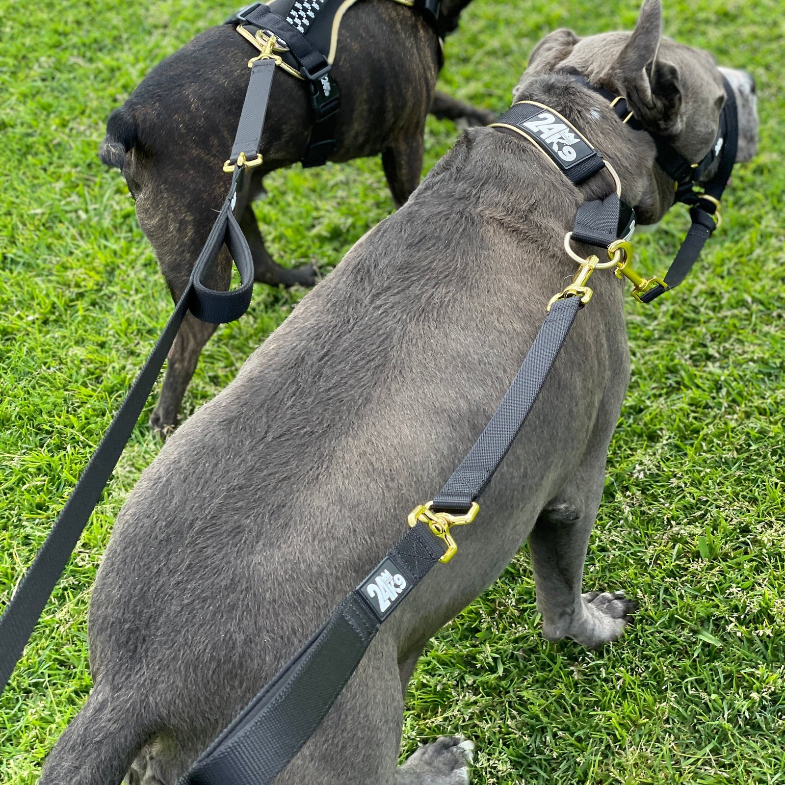 Comfortable Nylon Dog Leash