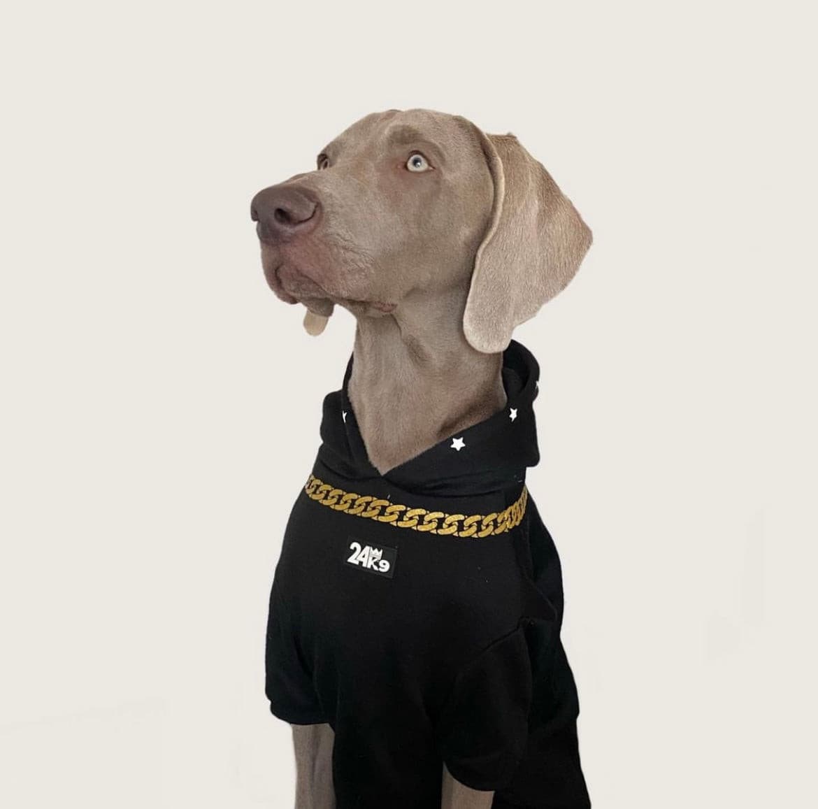 Luxury Dog Apparel