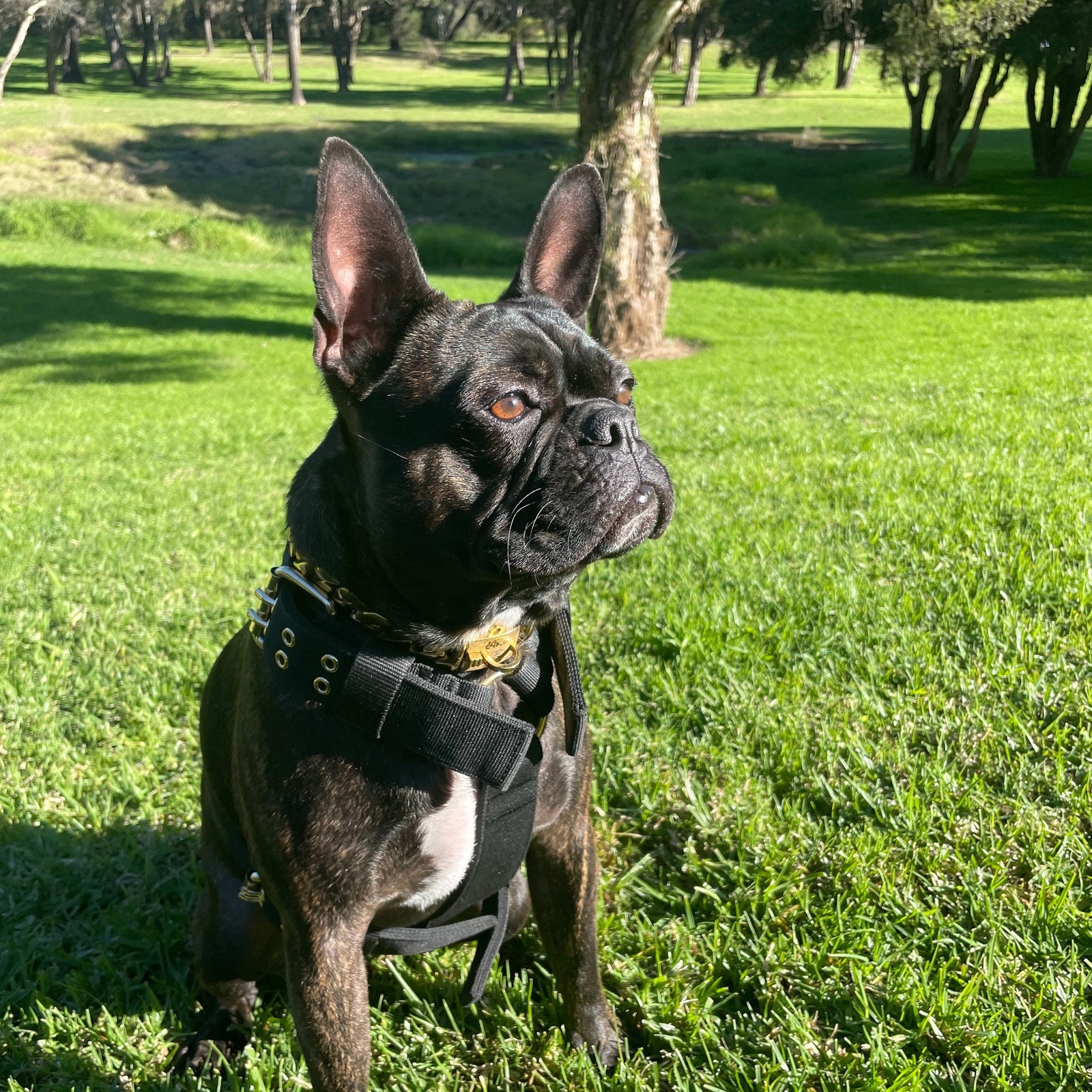 Comfortable Large Dog Harness