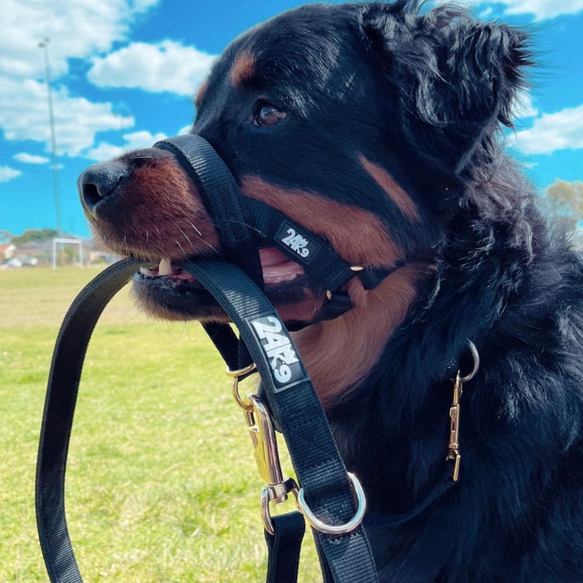 rottweiler, big dogs, head collar, head halter, no pull, dog training tool to stop your dog from pulling